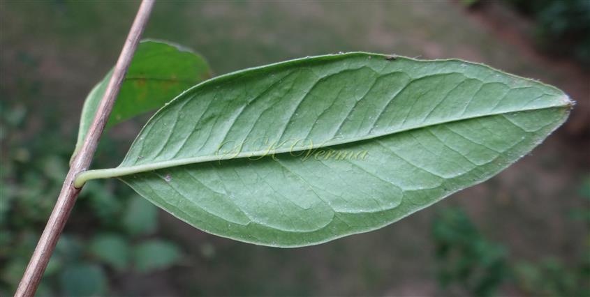  Leaf (Abaxial view)